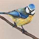 Blue Tit (2)