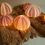 Sea Urchin Crafts