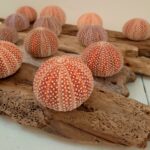 SeaUrchin Crafts _3