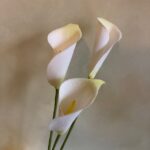 Calla lilies