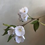 Cherry blossom