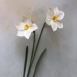 Poet's Daffodils