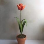 Potted tulip