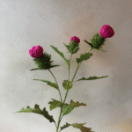 Thistle stem