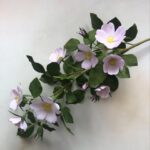 Wild rose branch