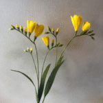 Yellow freesias